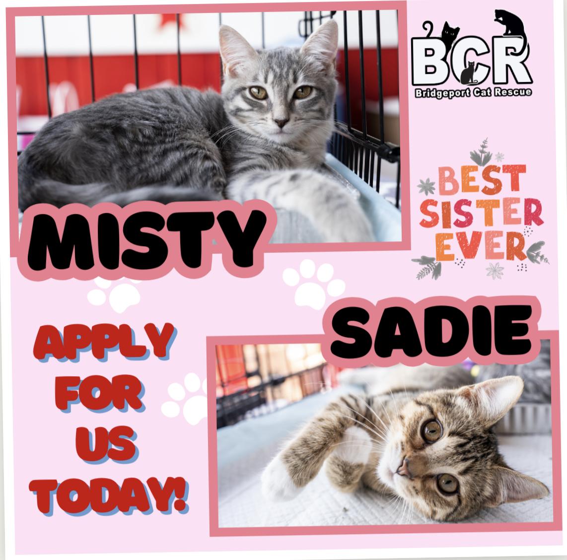 Misty & Sadie, Adoptable, Young Female Domestic Short Hair.