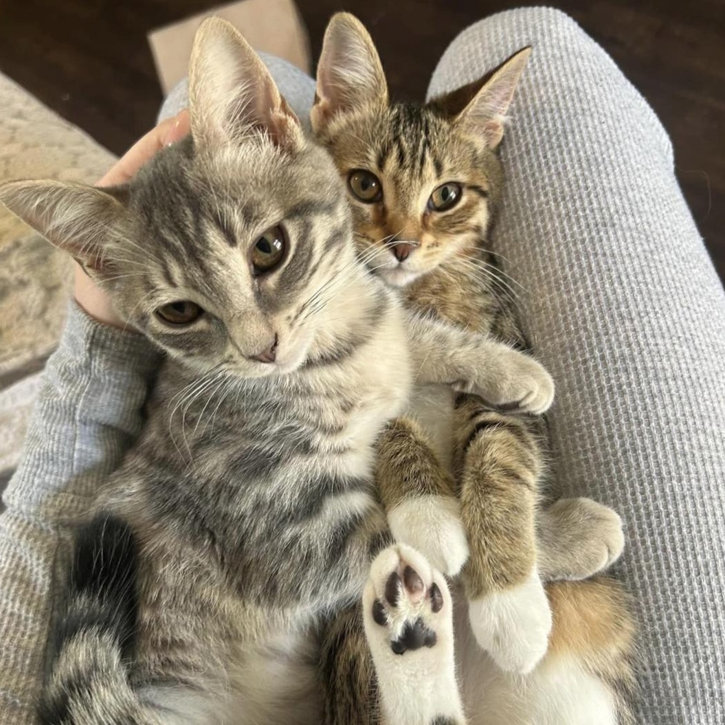 Misty & Sadie, a Adoptable Domestic Short Hair in Bridgeport, CT image 5/5