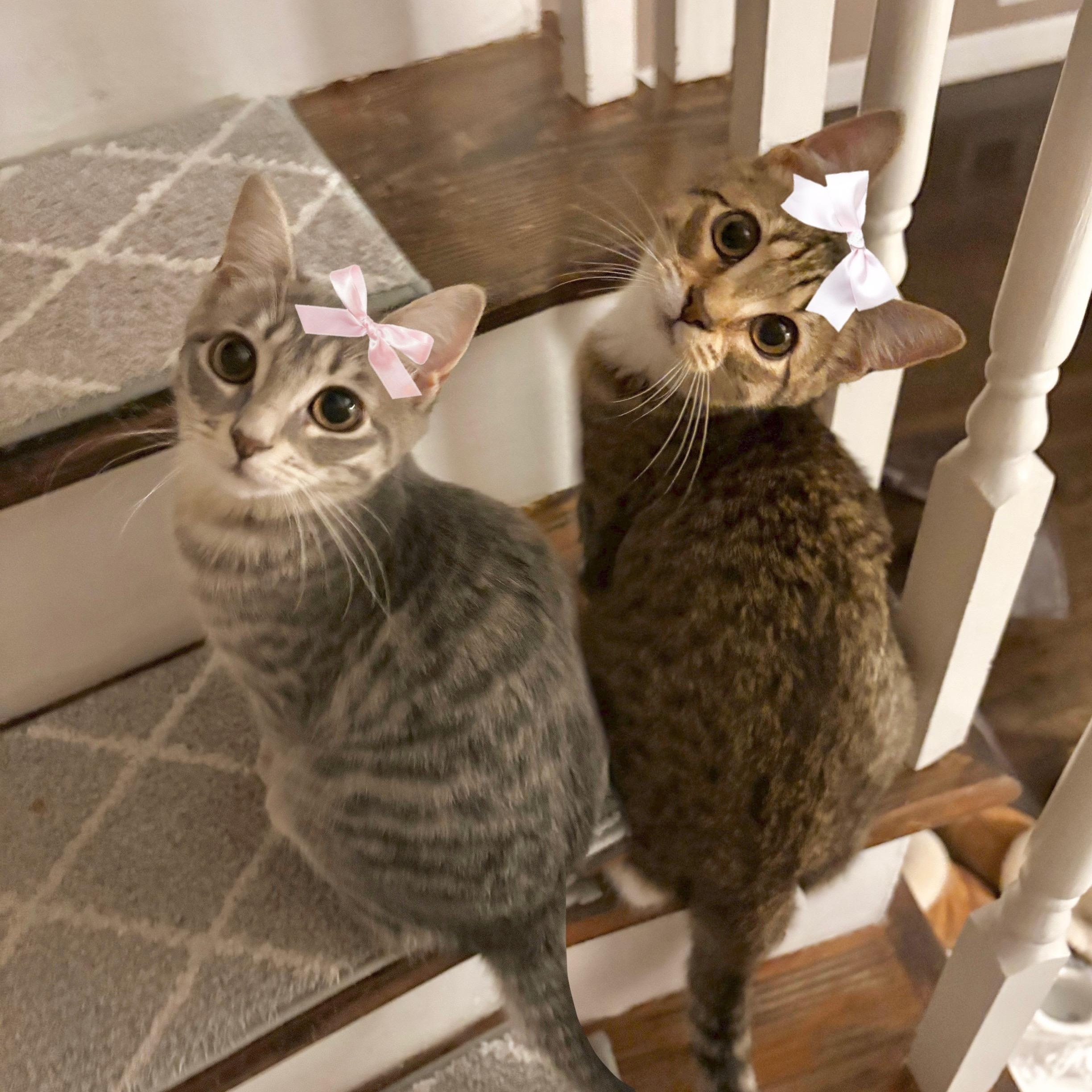 Misty & Sadie, a Adoptable Domestic Short Hair in Bridgeport, CT image 3/5