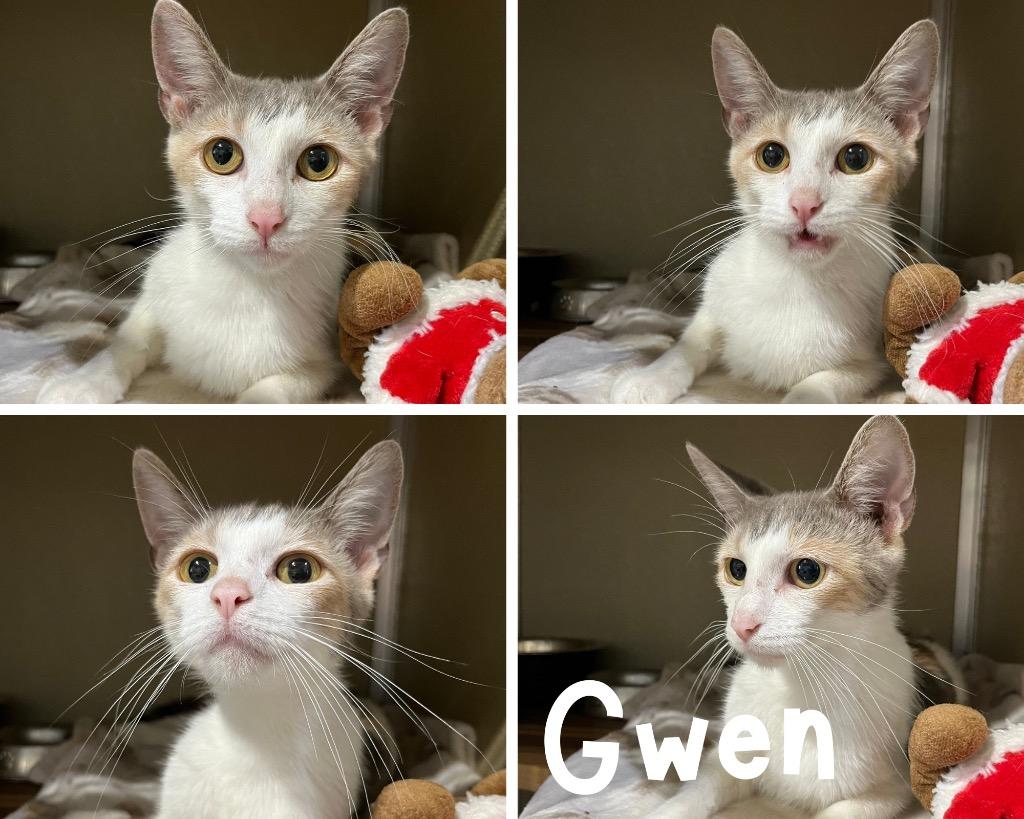 Enlarge Gwen- retired momma, a Adoptable mixed breed in Pierceton, IN image 1/2