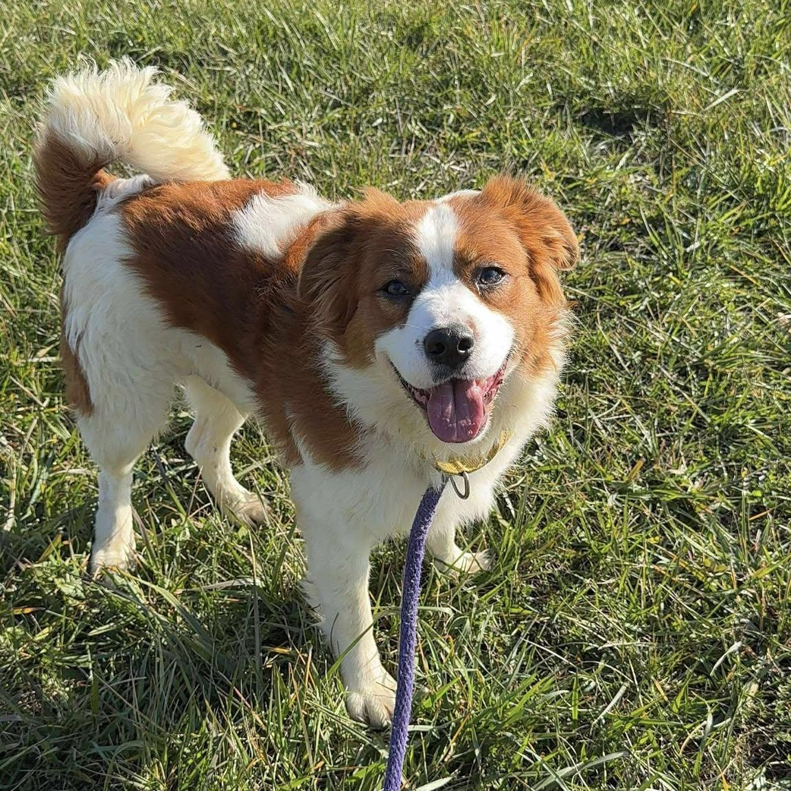 Jones, Adoptable, Young Male Mixed Breed.