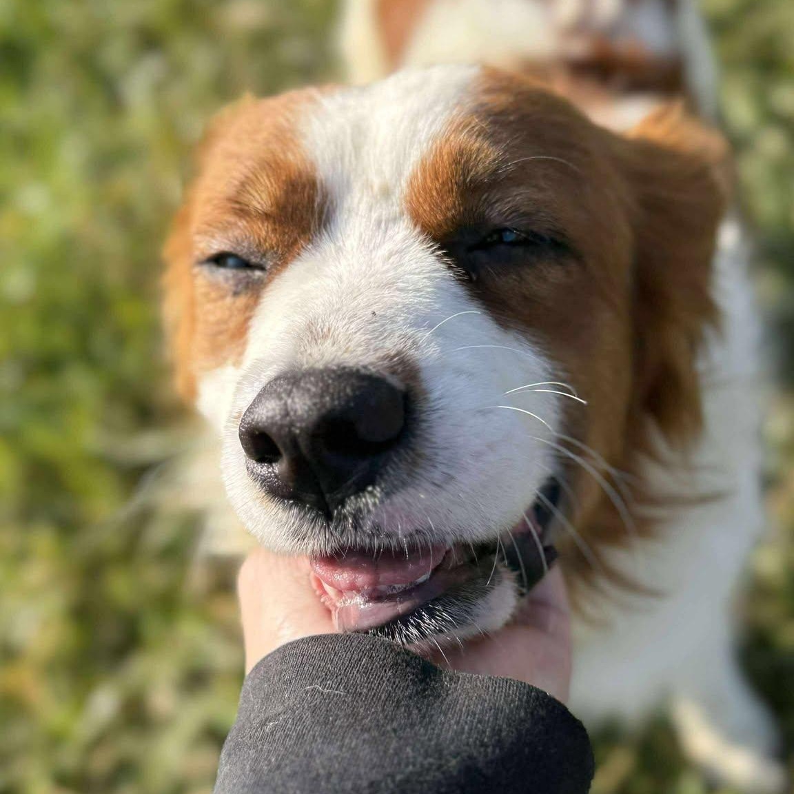 Enlarge Jones, a Adoptable mixed breed in Alma, MI image 2/2