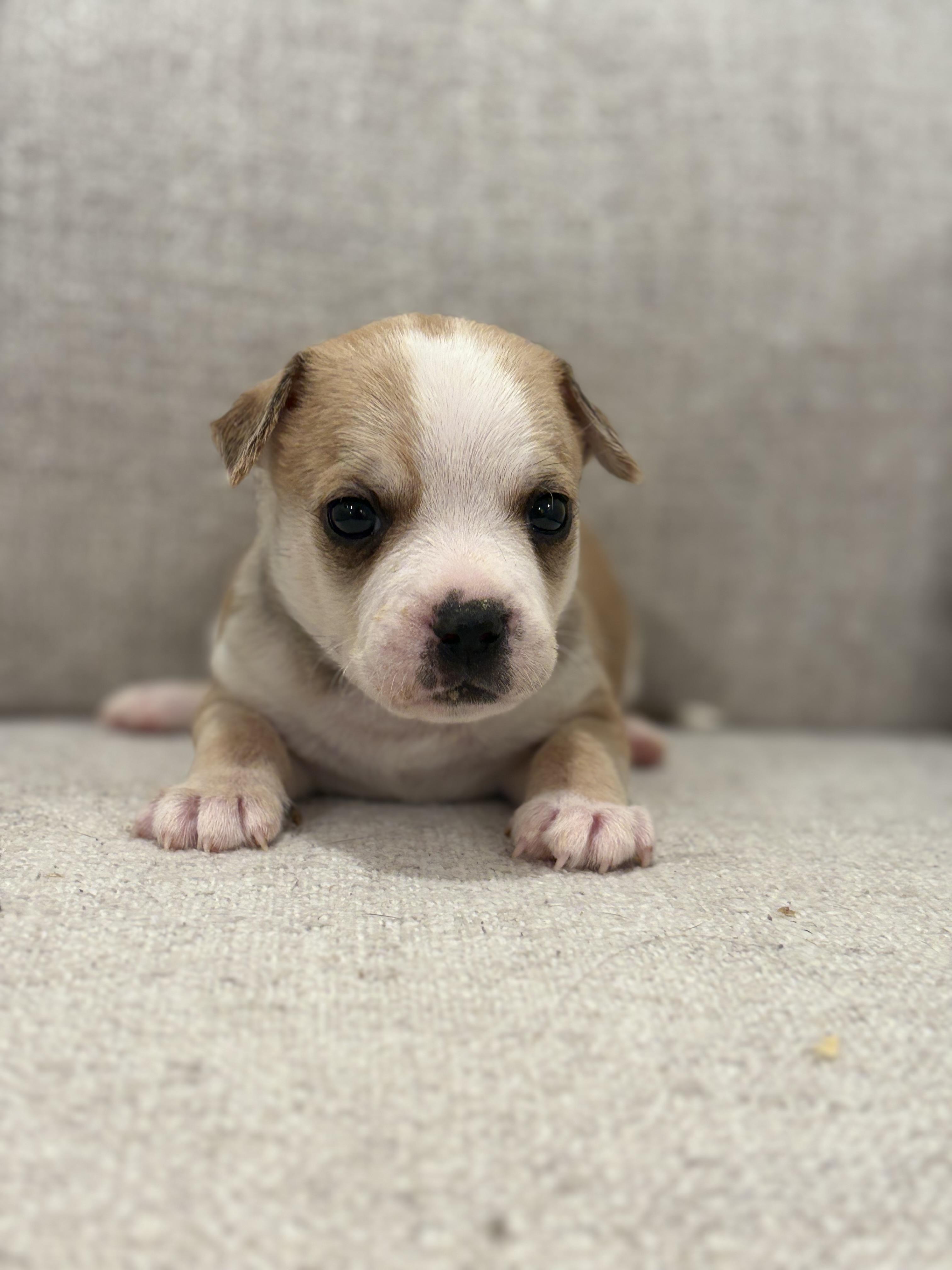 Benny, Adoptable, Puppy Male French Bulldog & Chihuahua.