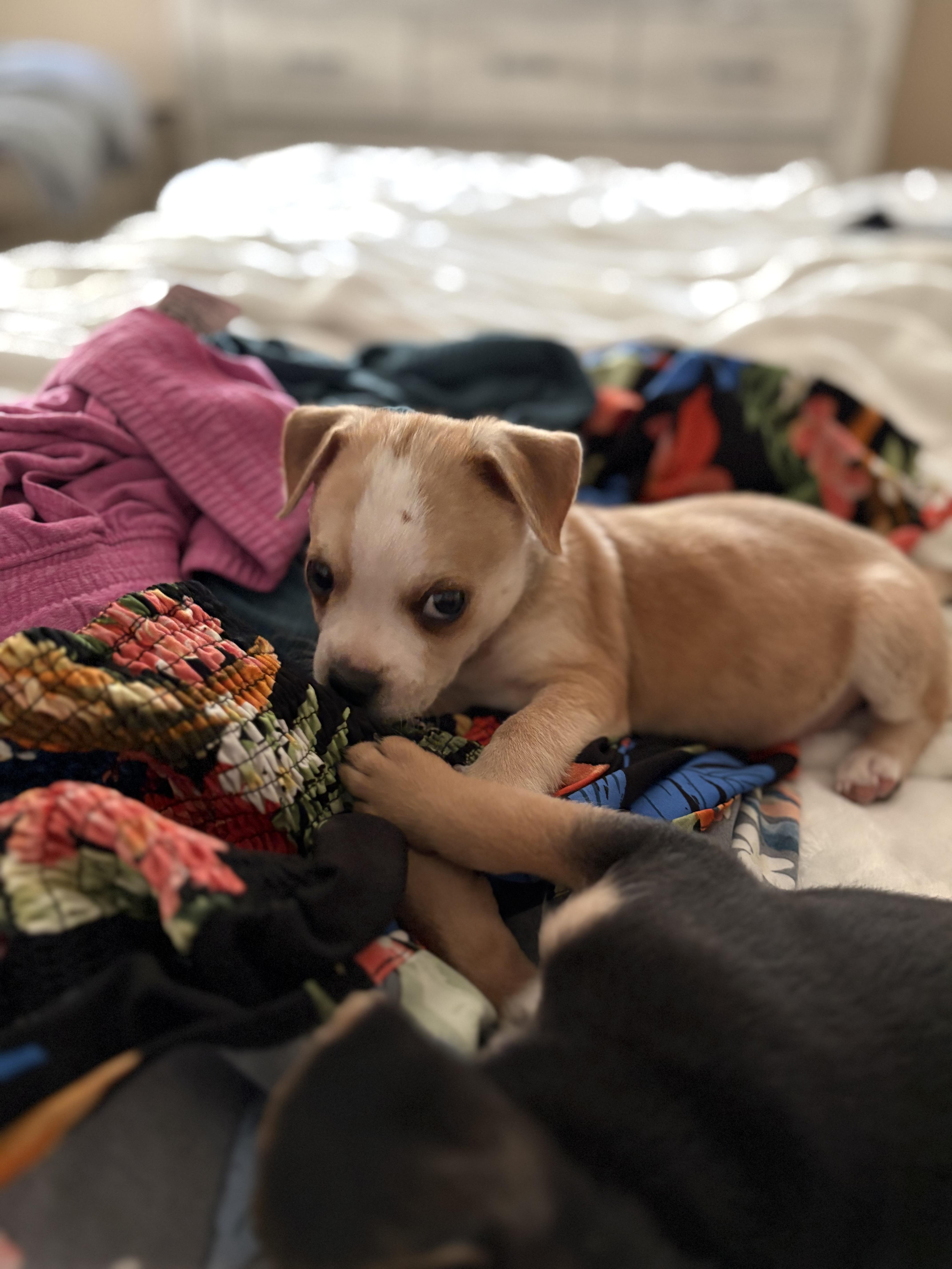Enlarge Benny, a Adoptable mixed breed in Discovery Bay, CA image 3/6