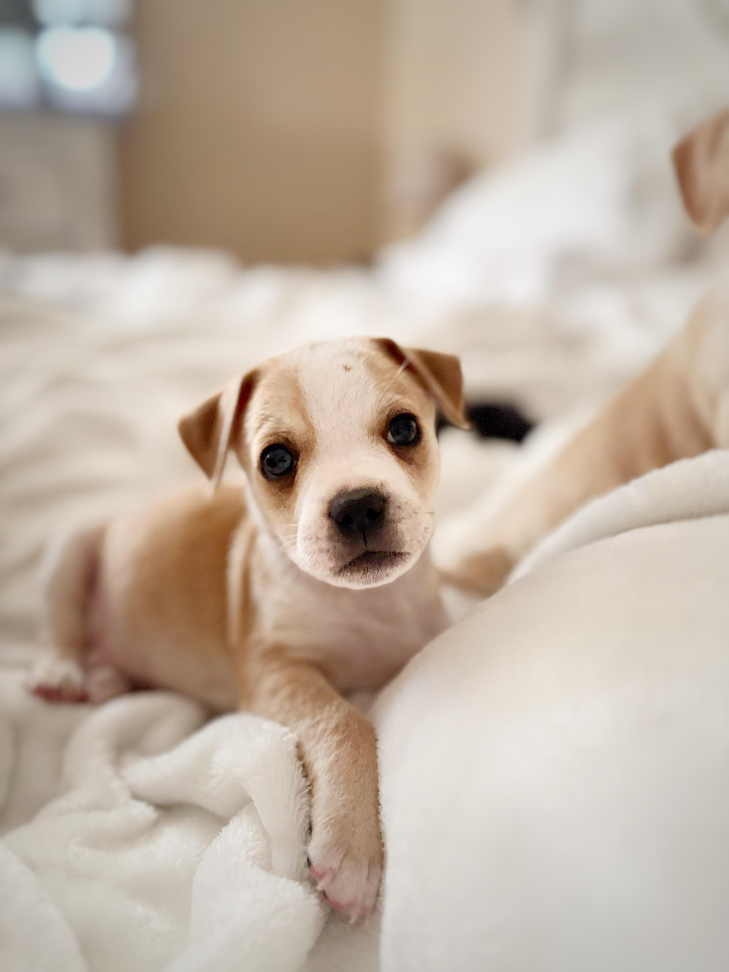 Enlarge Benny, a Adoptable mixed breed in Discovery Bay, CA image 4/6