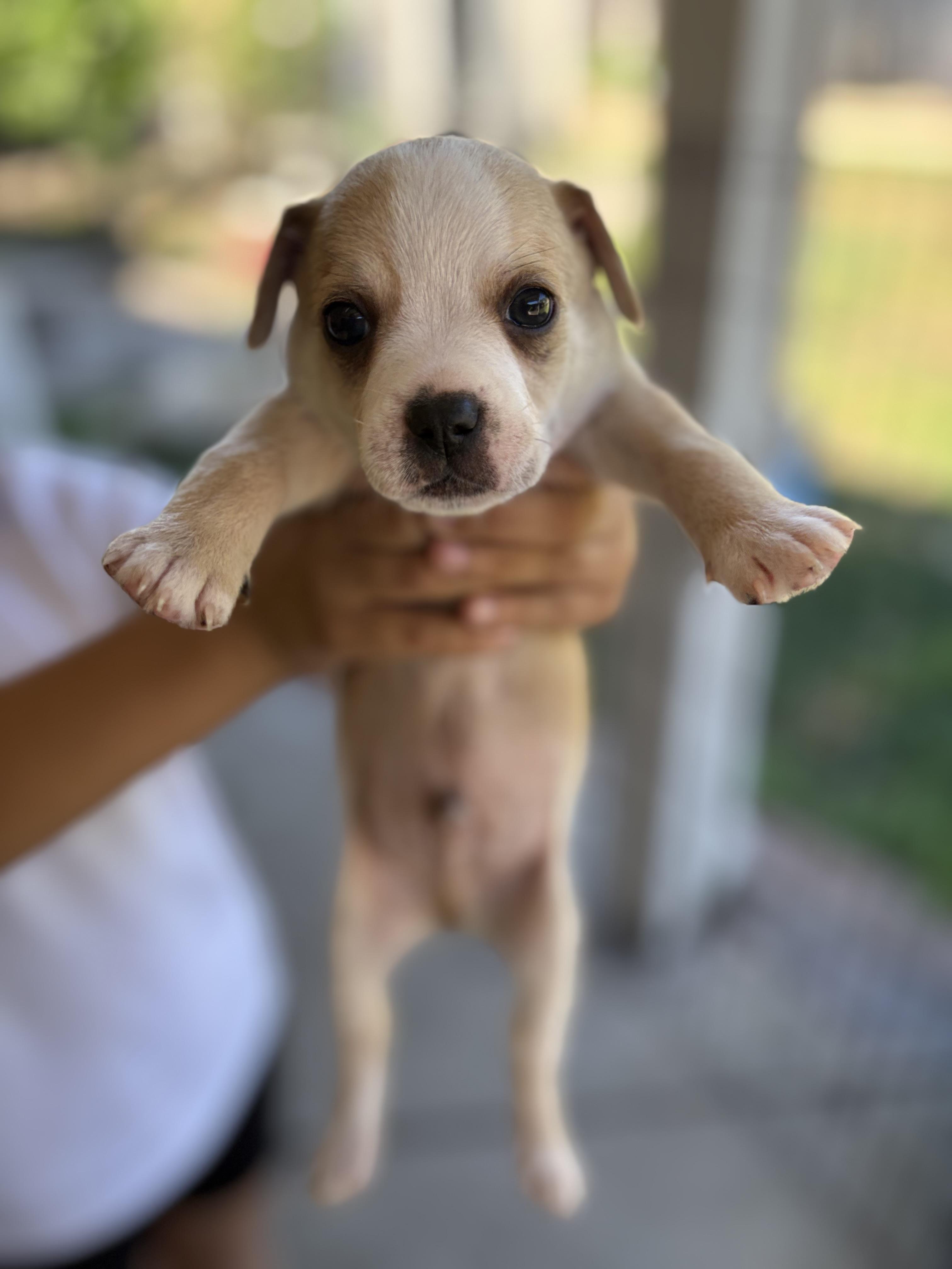 Enlarge Benny, a Adoptable mixed breed in Discovery Bay, CA image 5/6