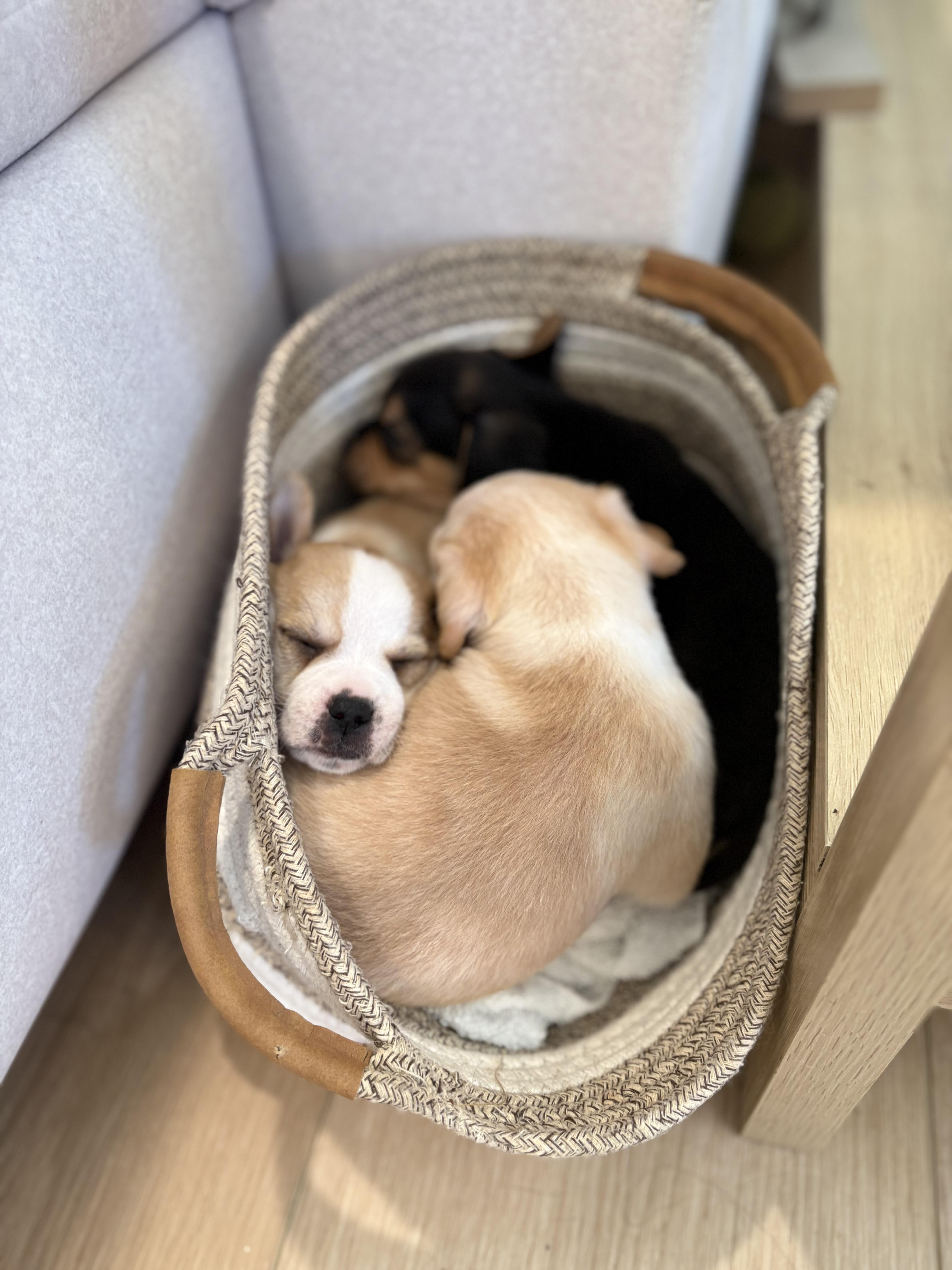 Enlarge Benny, a Adoptable mixed breed in Discovery Bay, CA image 6/6