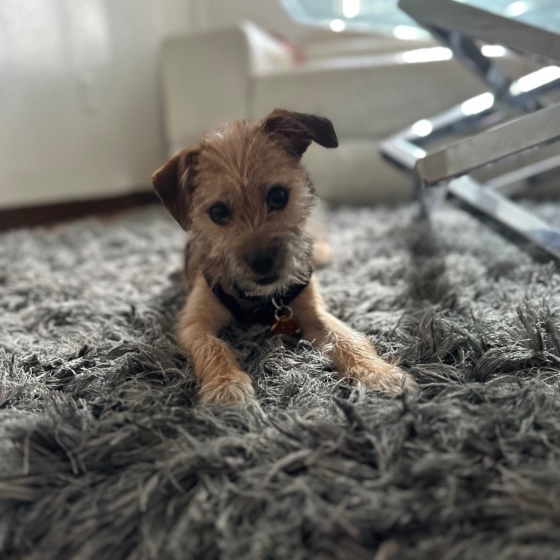 Enlarge Ziggy, a Adopted mixed breed in Miami, FL image 1/2