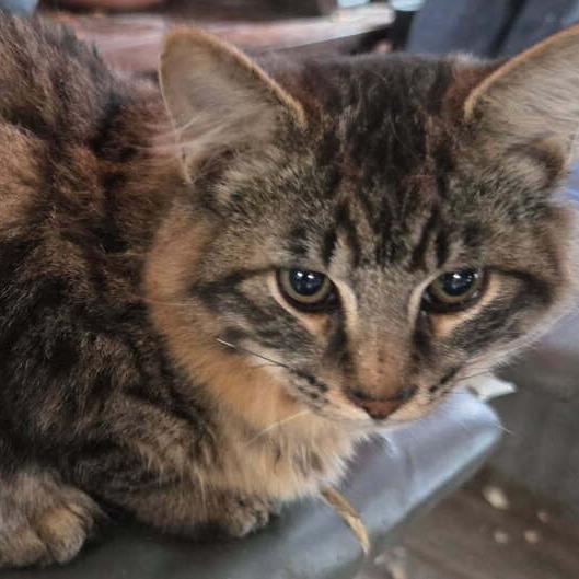 Squirrel, Adoptable, Young Male American Shorthair.