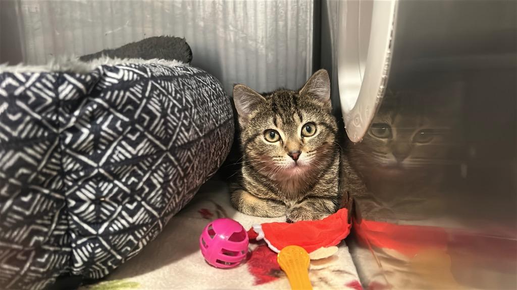 Mia3 Rosie, Adoptable, Kitten Female Domestic Medium Hair.