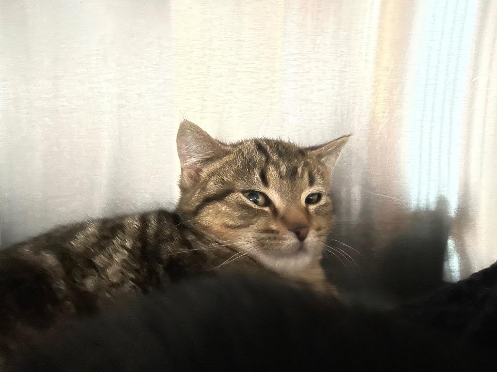 Mia3 Rosie, a Adoptable mixed breed in Ashland, WI image 2/2