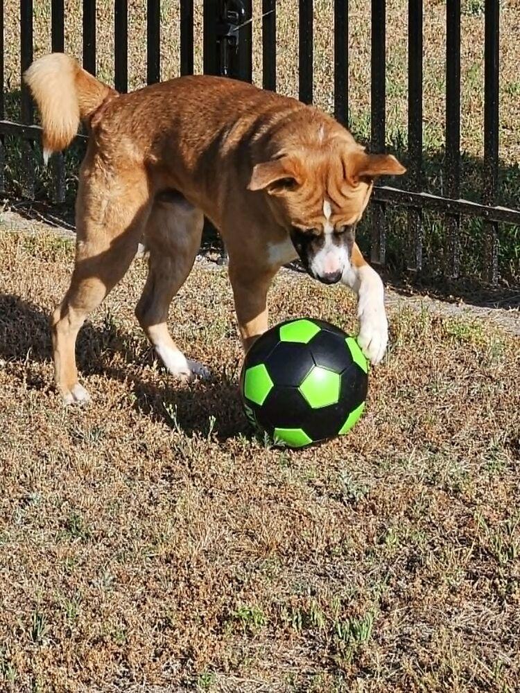 Ricky, Adoptable, Young Male Boxer & Anatolian Shepherd.
