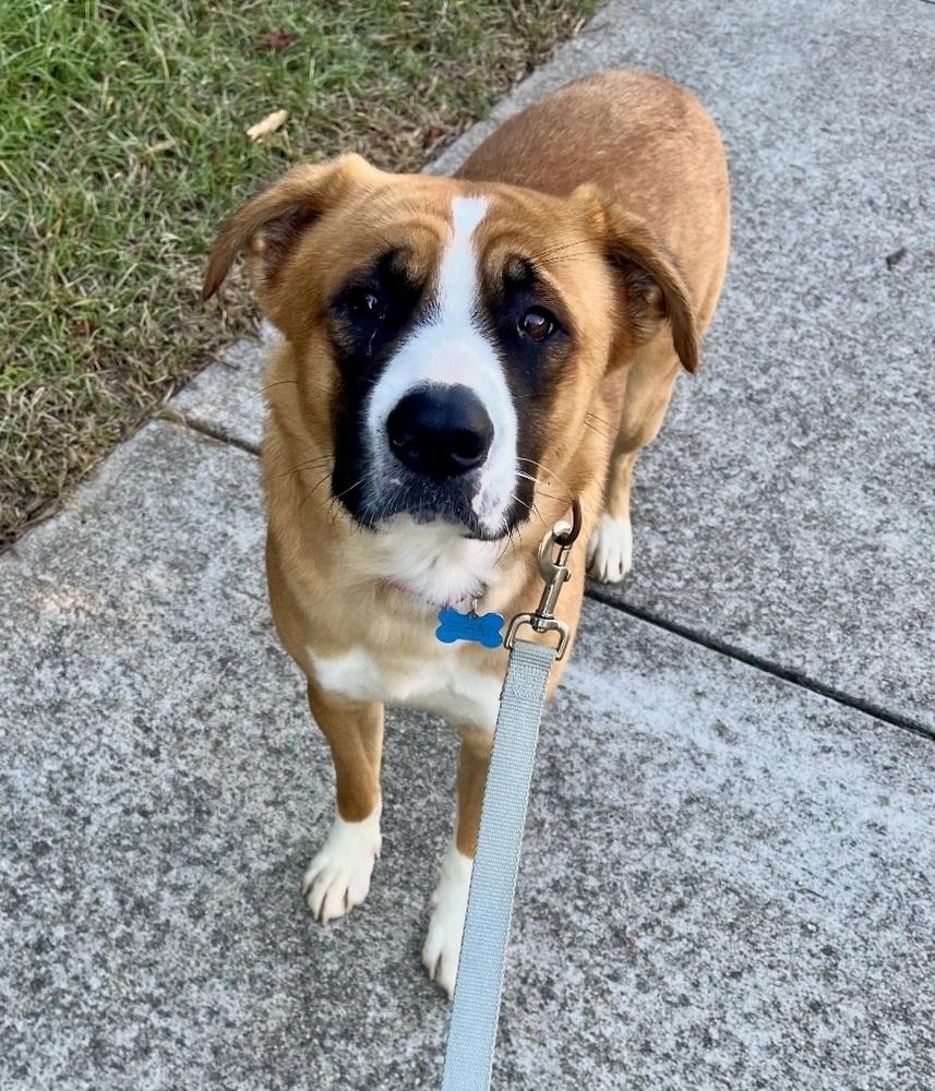 Enlarge Ricky, a Adoptable mixed breed in Youngsville, NC image 2/6