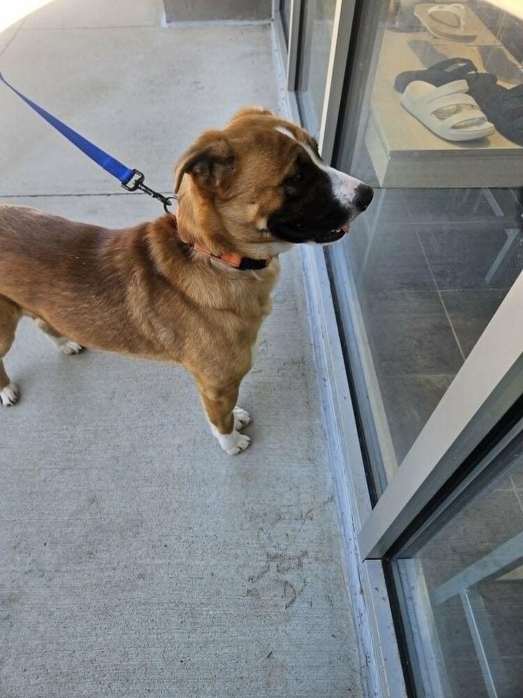 Enlarge Ricky, a Adoptable mixed breed in Youngsville, NC image 3/6