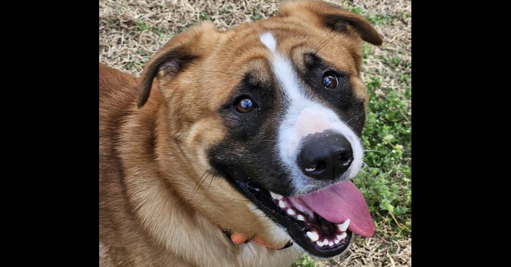 Enlarge Ricky, a Adoptable mixed breed in Youngsville, NC image 4/6