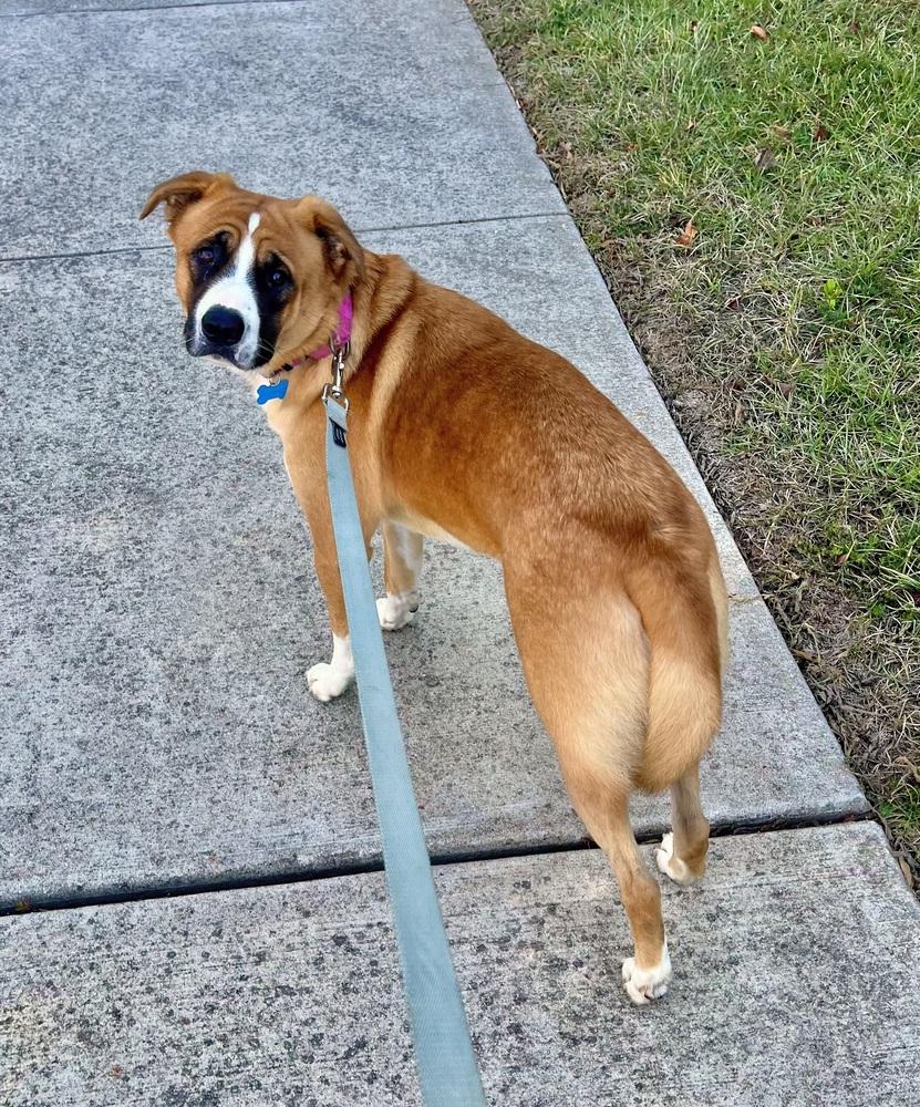 Enlarge Ricky, a Adoptable mixed breed in Youngsville, NC image 5/6