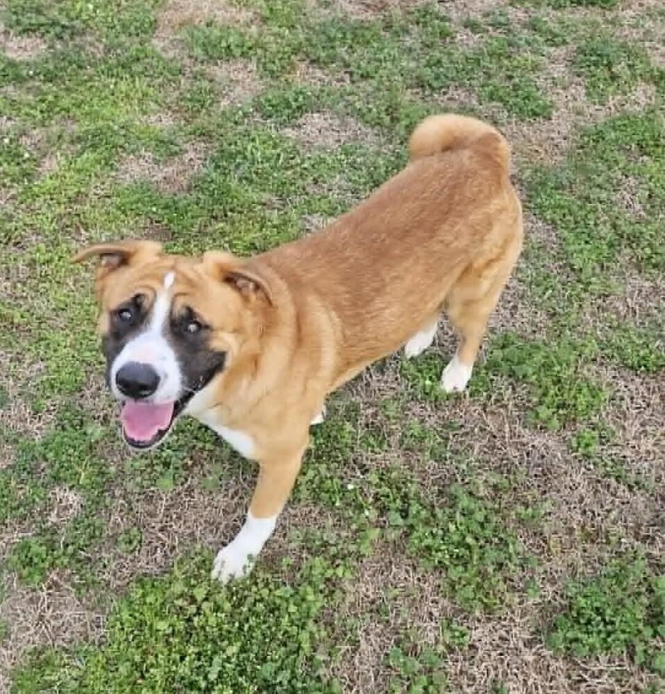 Enlarge Ricky, a Adoptable mixed breed in Youngsville, NC image 6/6