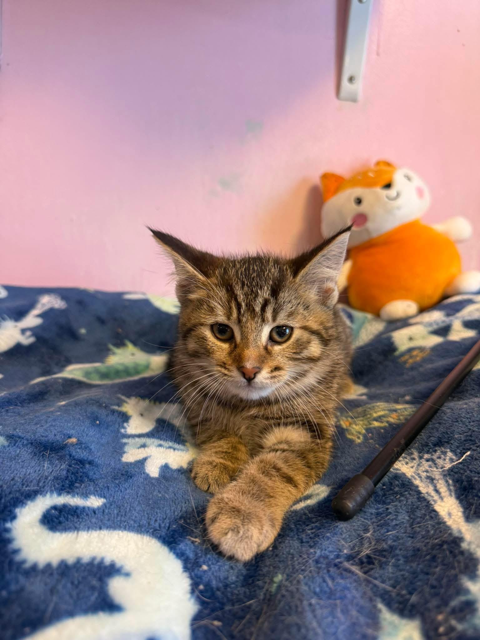 Nyla, adopted, Young Female Domestic Short Hair.