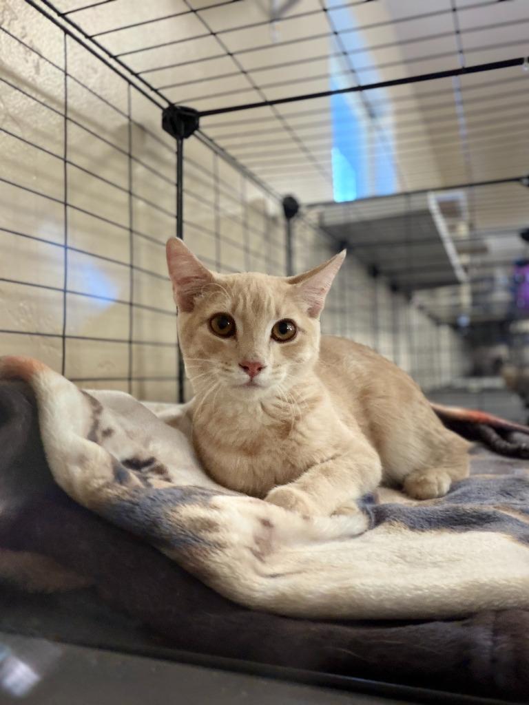 Enlarge Sunny, a Adoptable mixed breed in La Verkin, UT image 1/1