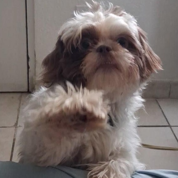 Enlarge Olli, a Adoptable Shih Tzu in Miami, FL image 6/6