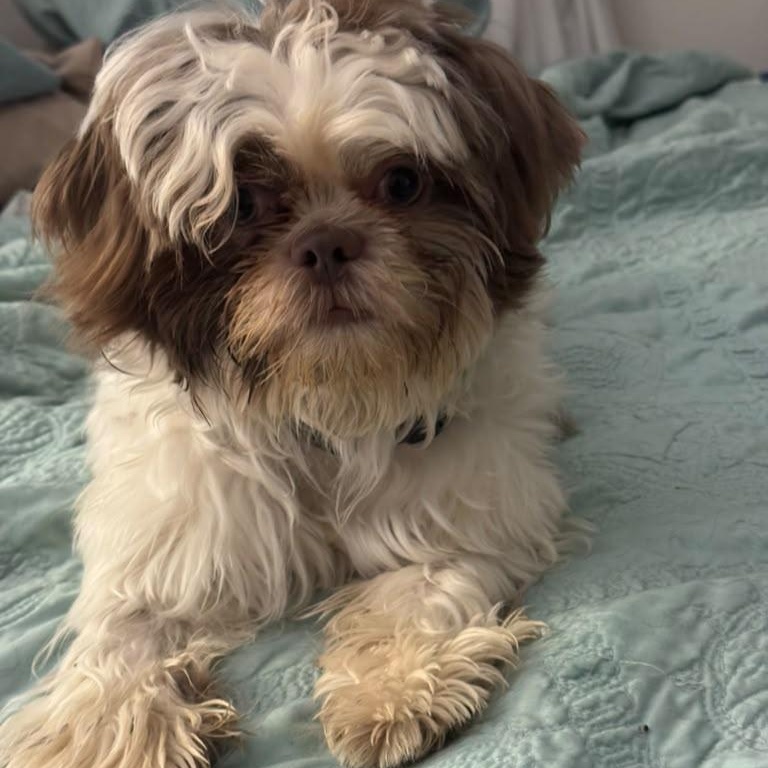 Enlarge Olli, a Adoptable Shih Tzu in Miami, FL image 4/6