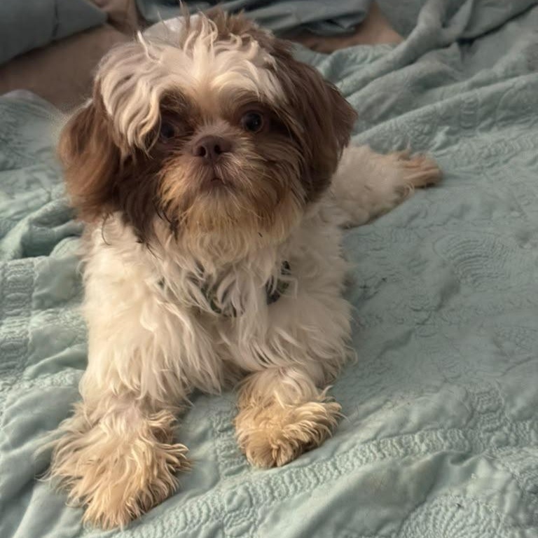 Enlarge Olli, a Adoptable Shih Tzu in Miami, FL image 5/6