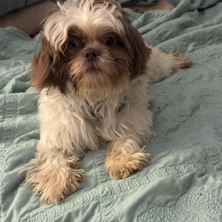 Enlarge Olli, a Adoptable Shih Tzu in Miami, FL image 3/6