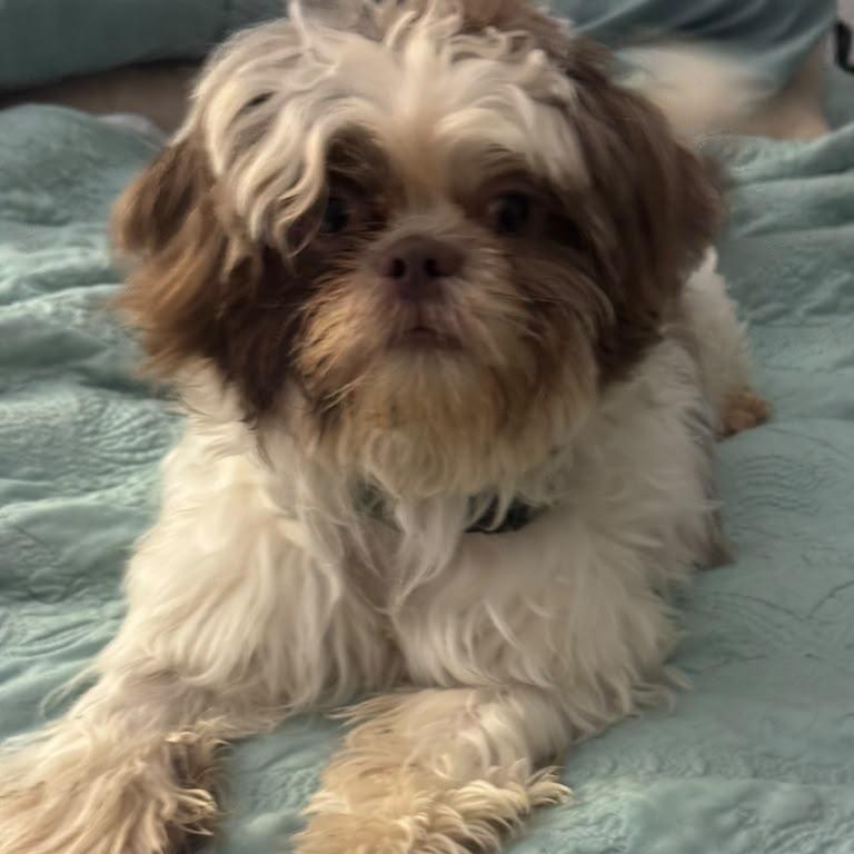 Enlarge Olli, a Adoptable Shih Tzu in Miami, FL image 2/6