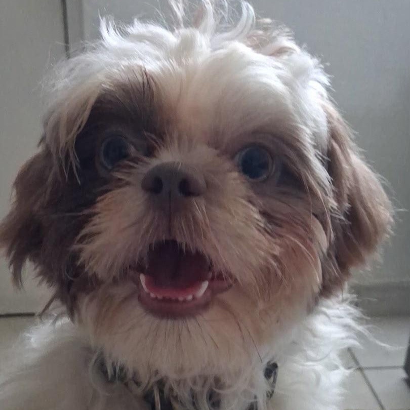 Olli, Adoptable, Puppy Male Shih Tzu.