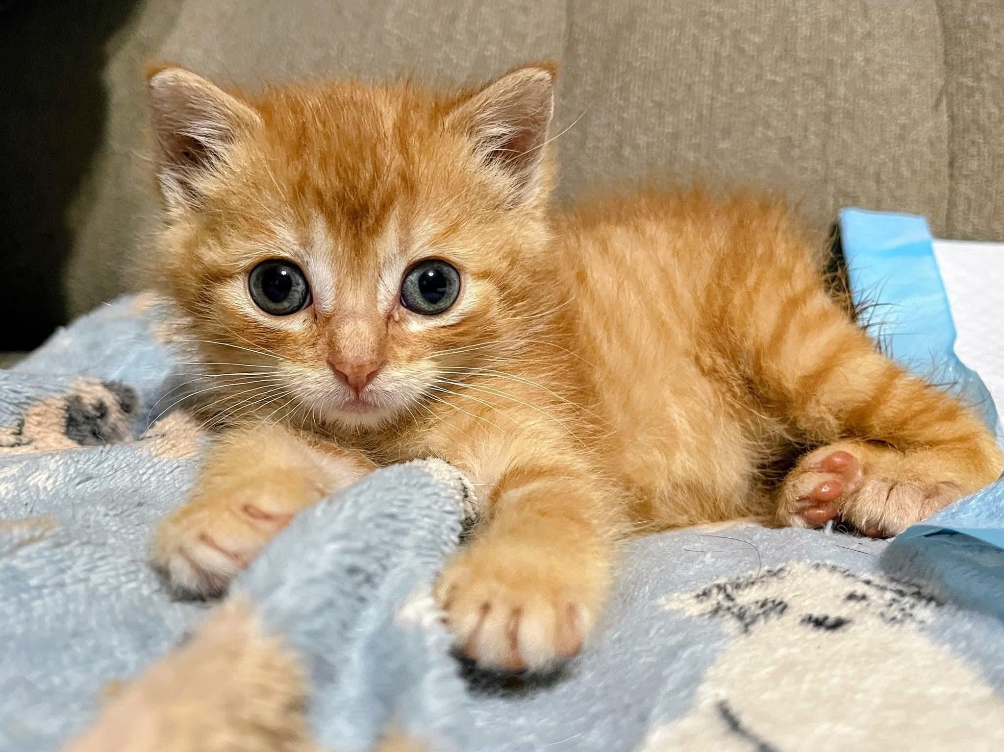 Zaychyk, ADOPTABLE, Kitten Male Manx.