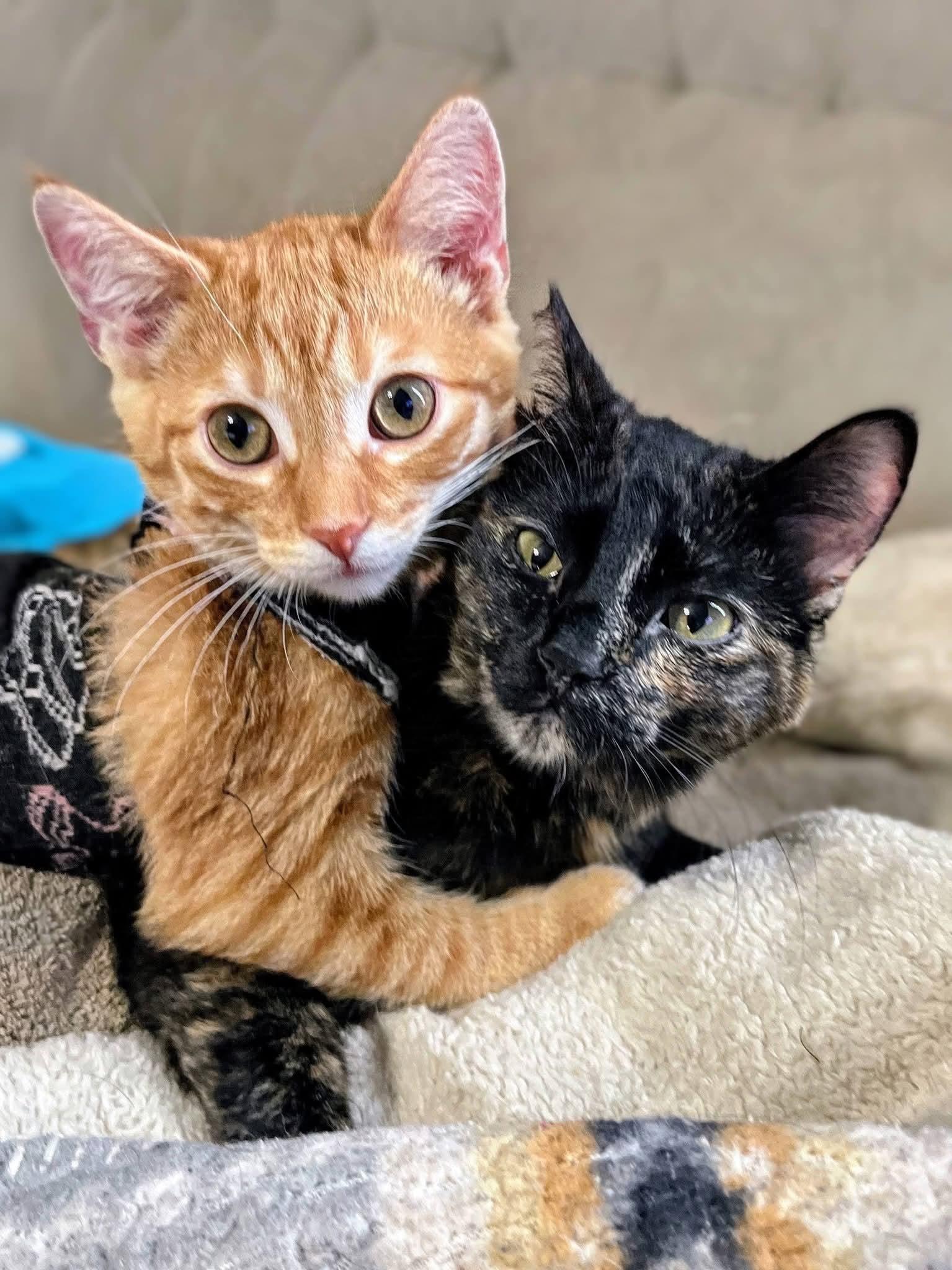 Enlarge Zaychyk, a ADOPTABLE Manx in Sawyer, ND image 2/5