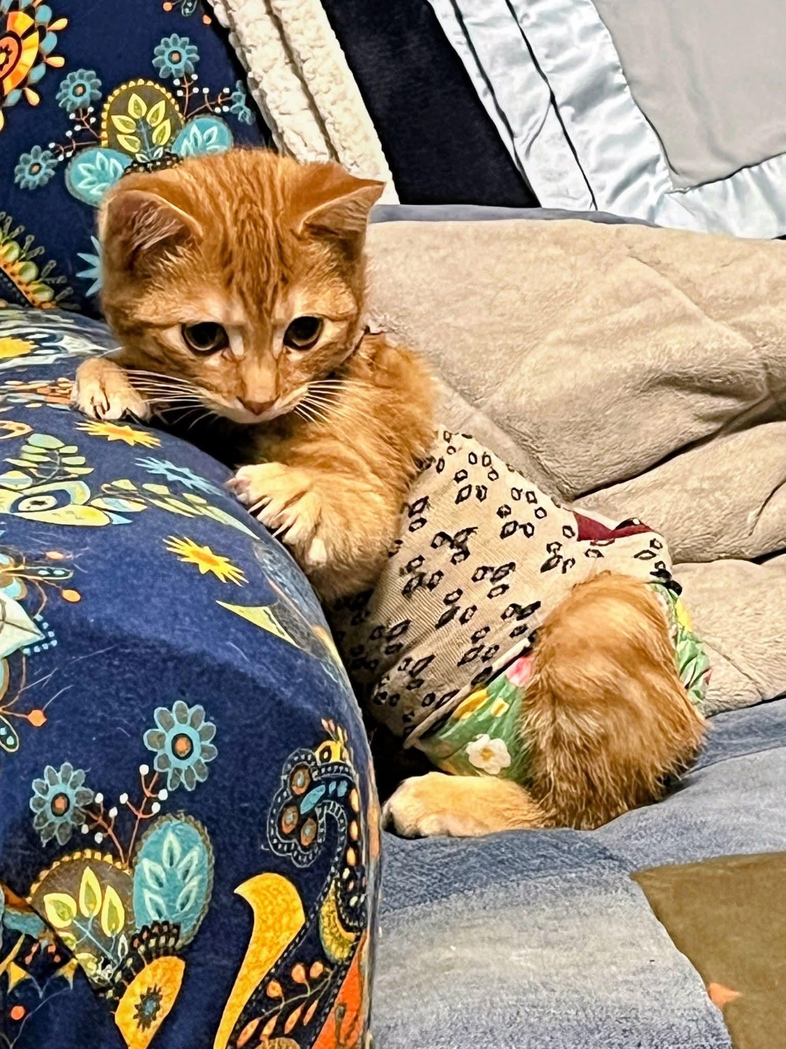 Enlarge Zaychyk, a ADOPTABLE Manx in Sawyer, ND image 3/5