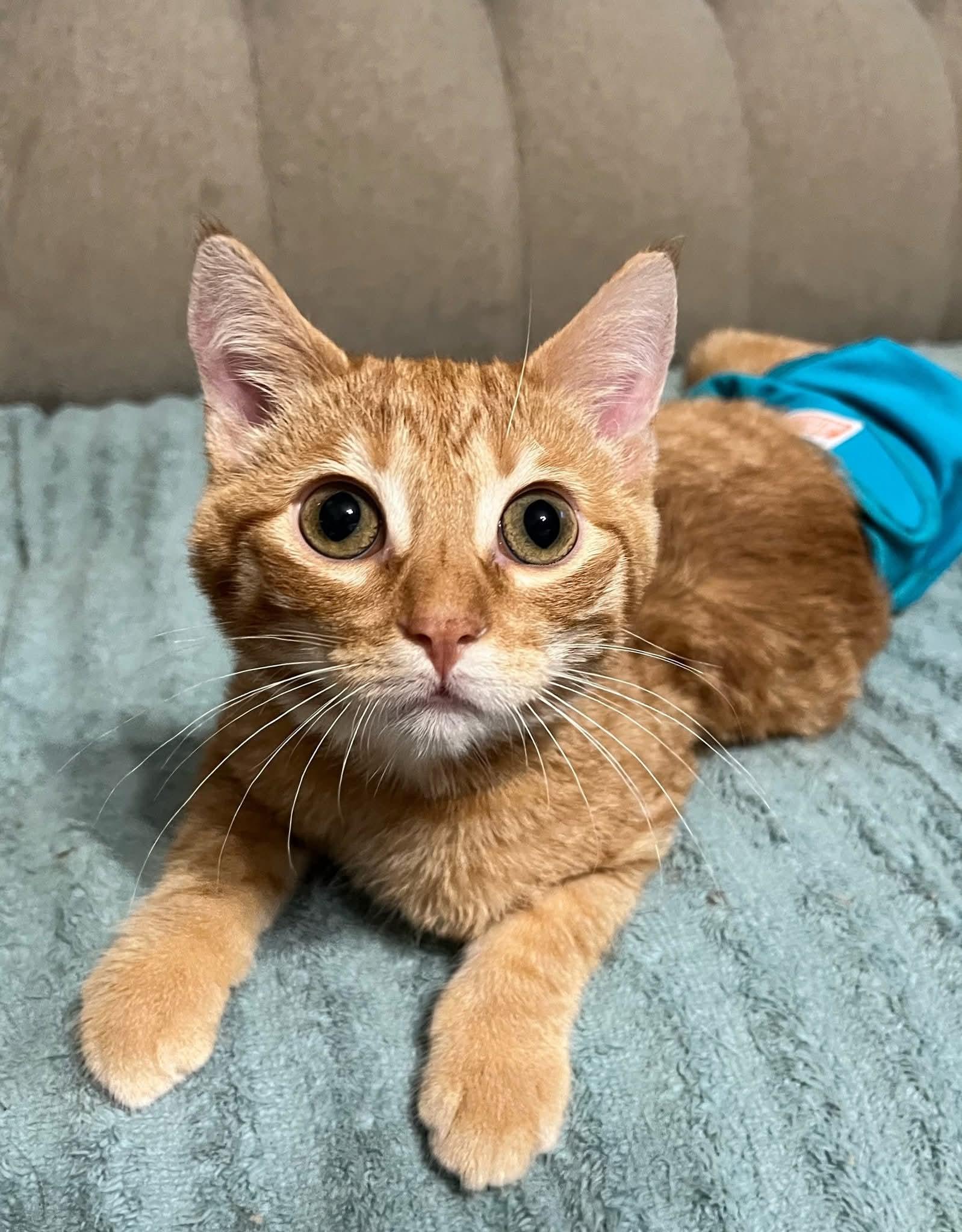 Enlarge Zaychyk, a ADOPTABLE Manx in Sawyer, ND image 5/5