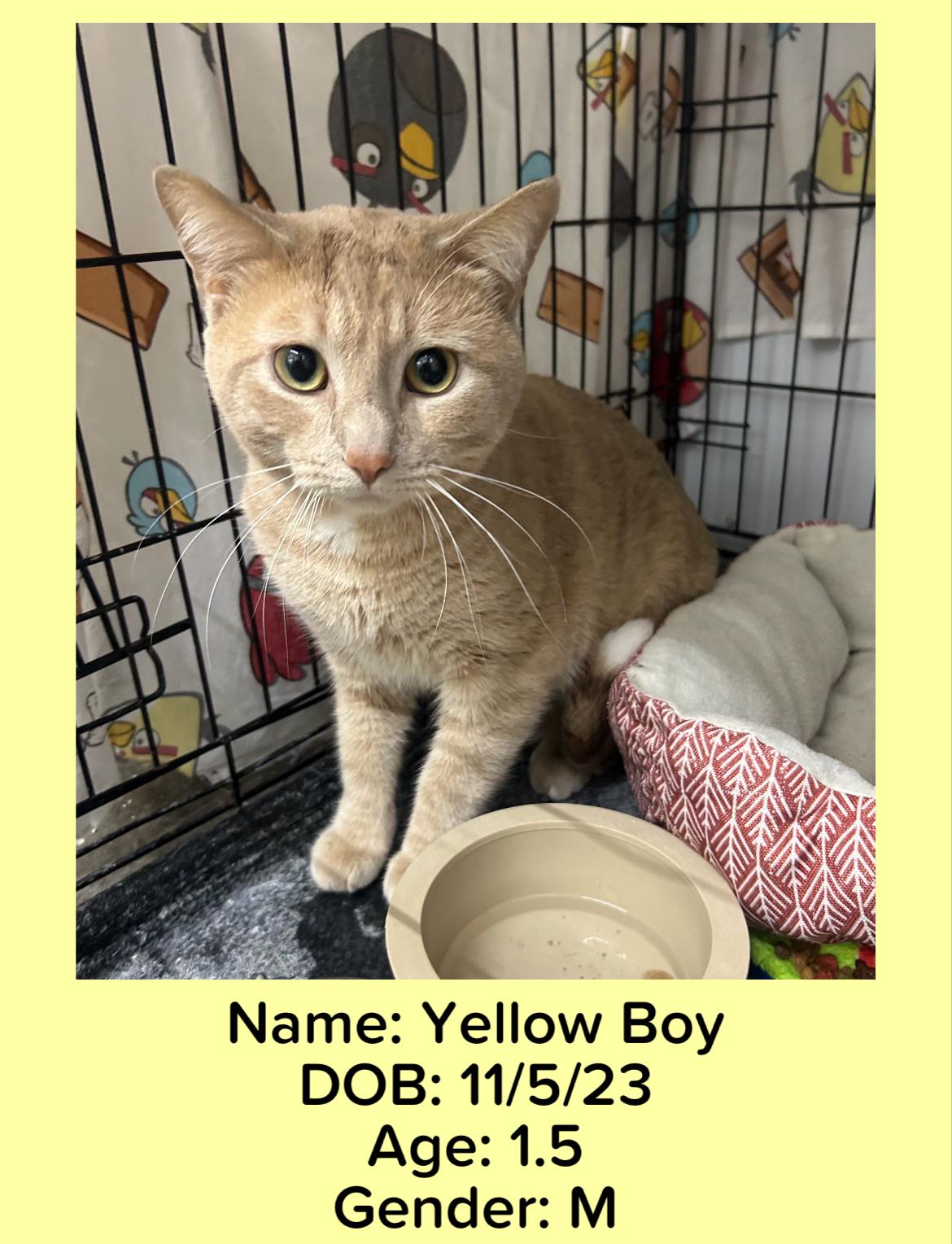 Yellow Boy, Young Male Tabby
