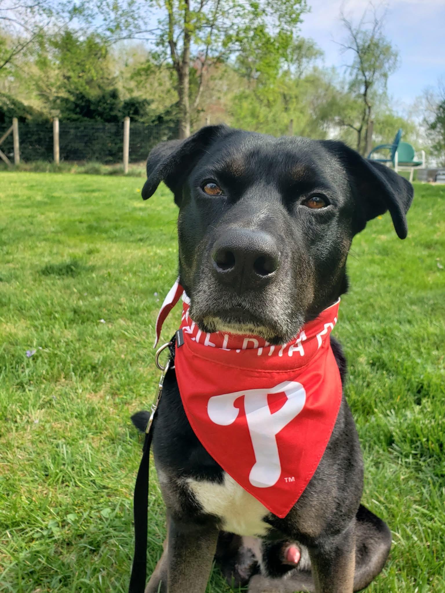 Enlarge Seahawk, a ADOPTABLE mixed breed in Voorhees, NJ image 2/6