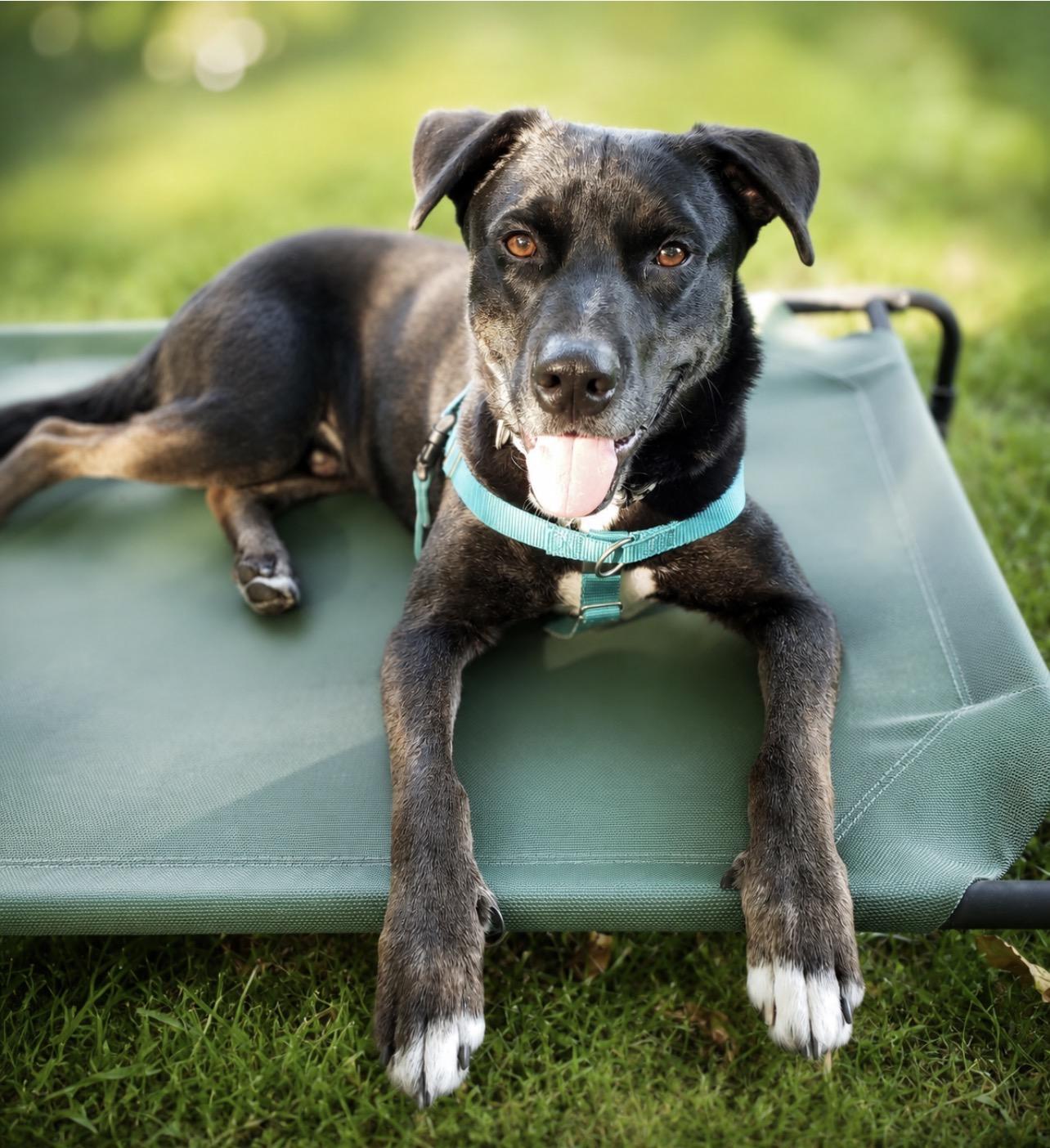 Seahawk, ADOPTABLE, Adult Male Black Labrador Retriever & Hound.