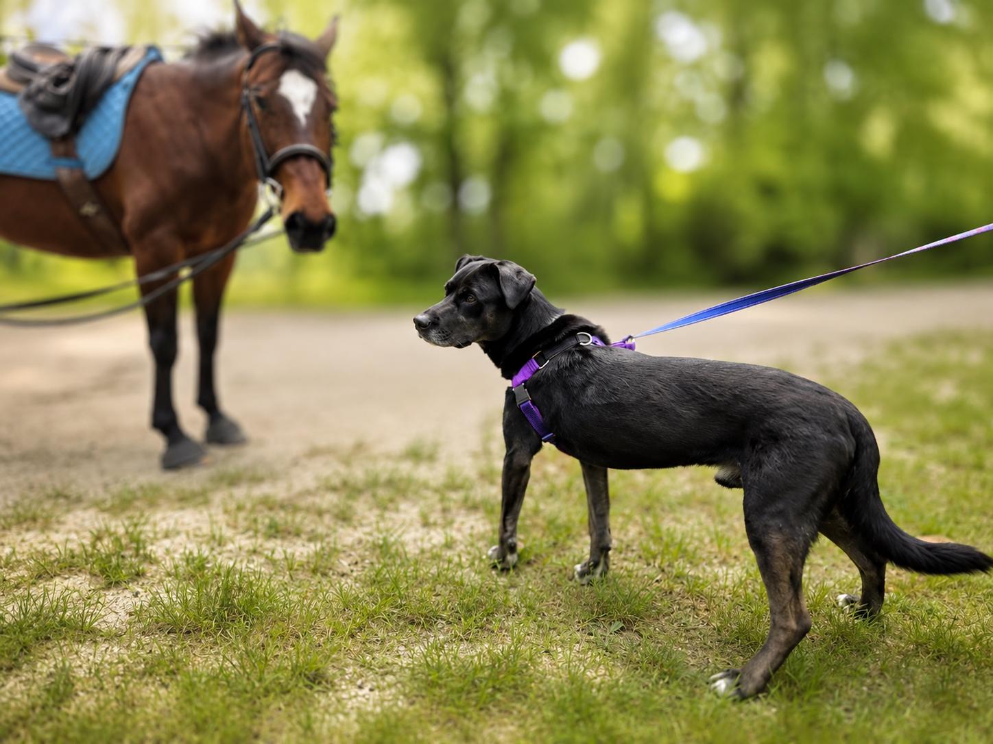 Enlarge Seahawk, a ADOPTABLE mixed breed in Voorhees, NJ image 3/3
