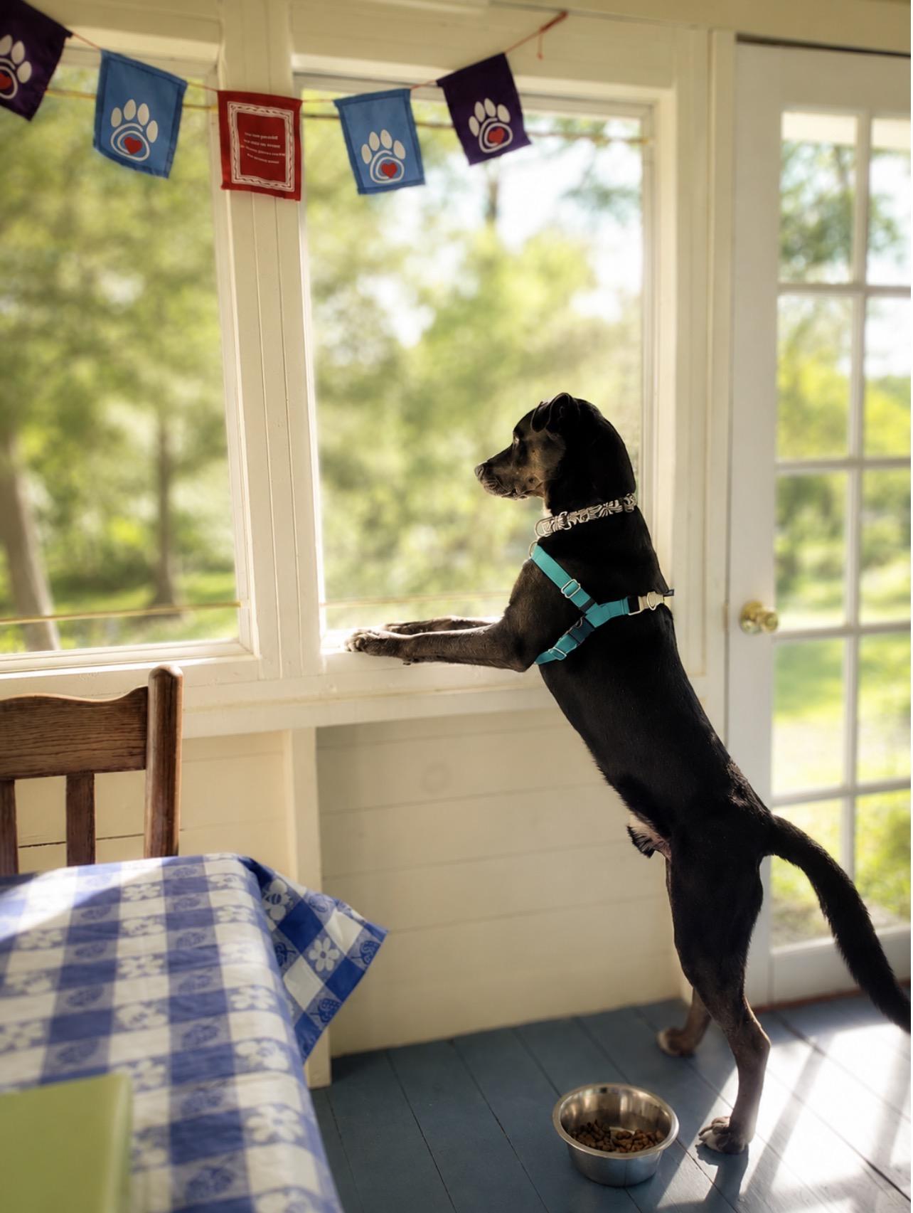 Enlarge Seahawk, a ADOPTABLE mixed breed in Voorhees, NJ image 2/3