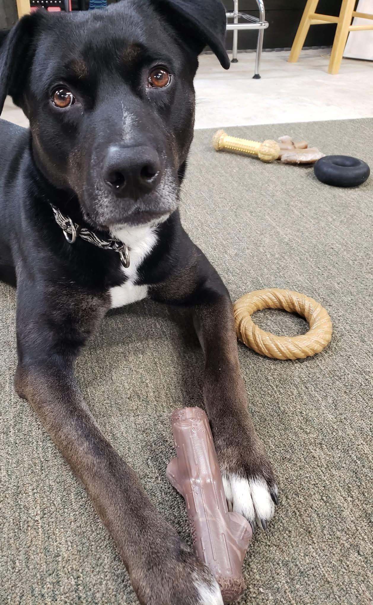Enlarge Seahawk, a Adoptable mixed breed in Voorhees, NJ image 1/6