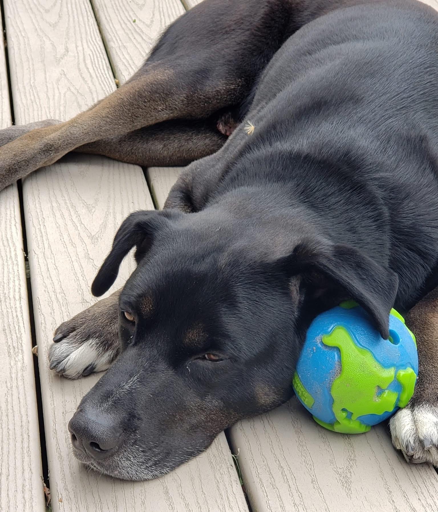 Enlarge Seahawk, a ADOPTABLE mixed breed in Voorhees, NJ image 6/6