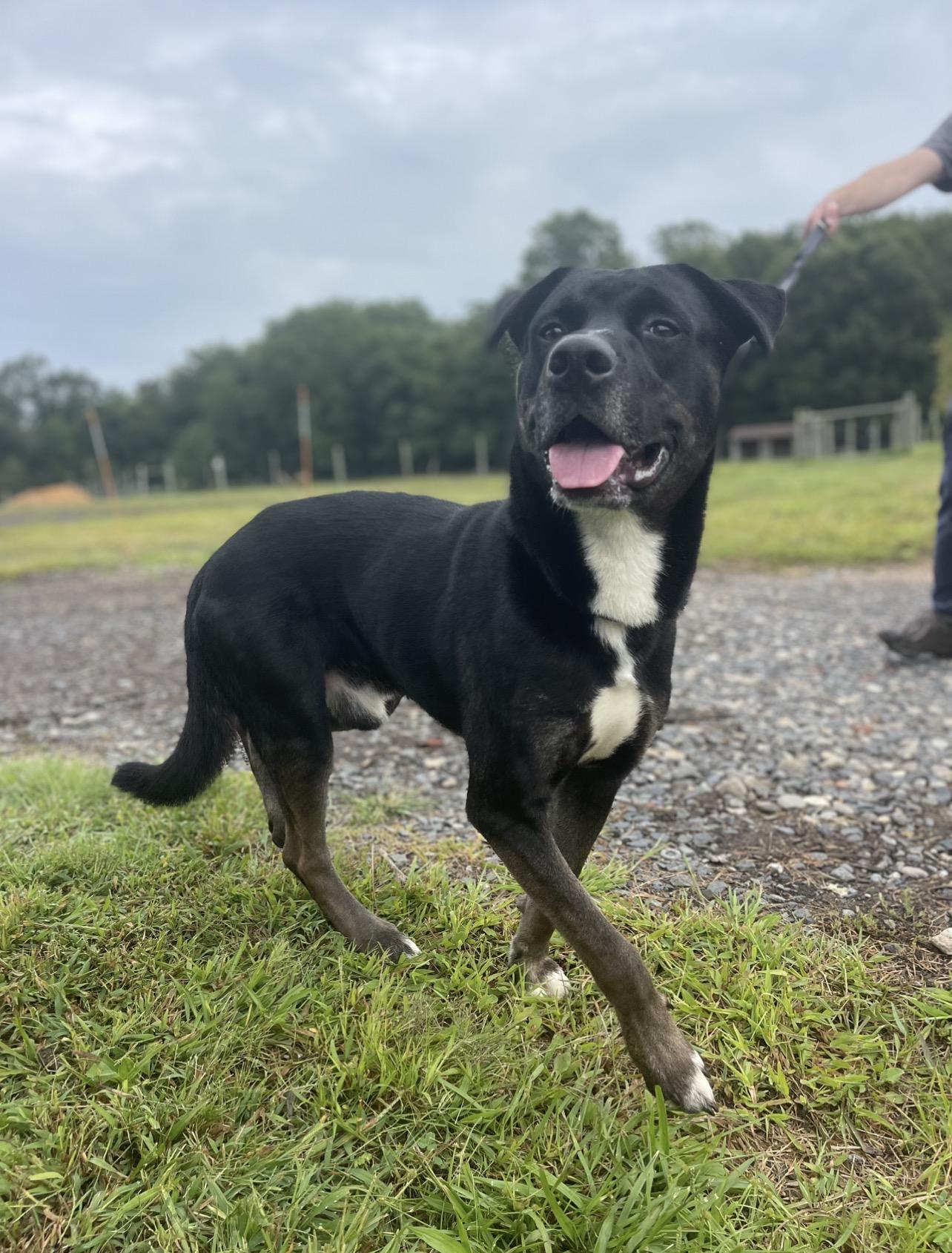 Enlarge Seahawk, a ADOPTABLE mixed breed in Voorhees, NJ image 1/6