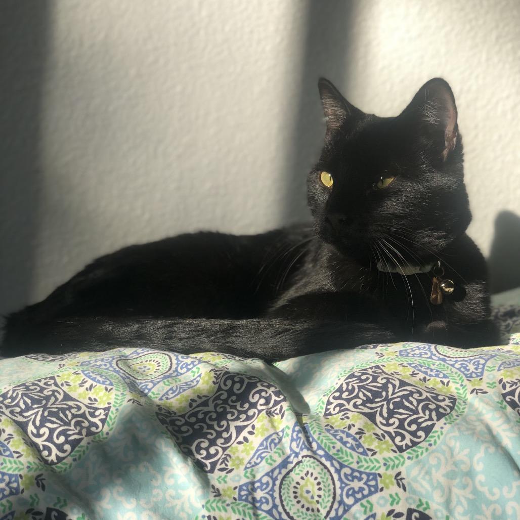 Jack, a Adoptable Domestic Short Hair in Phoenix, AZ image 1/6