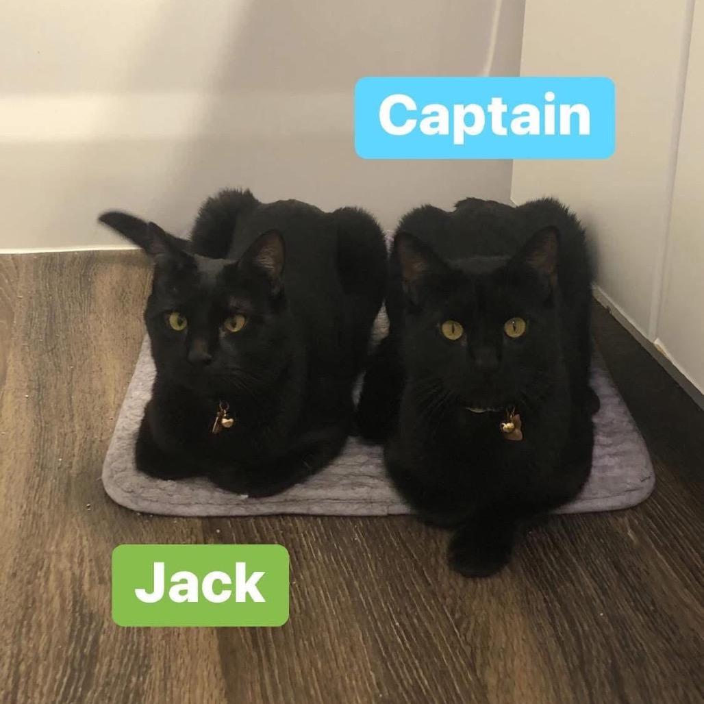 Jack, a Adoptable Domestic Short Hair in Phoenix, AZ image 3/6