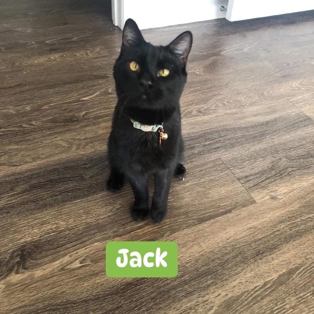 Jack, a Adoptable Domestic Short Hair in Phoenix, AZ image 4/6