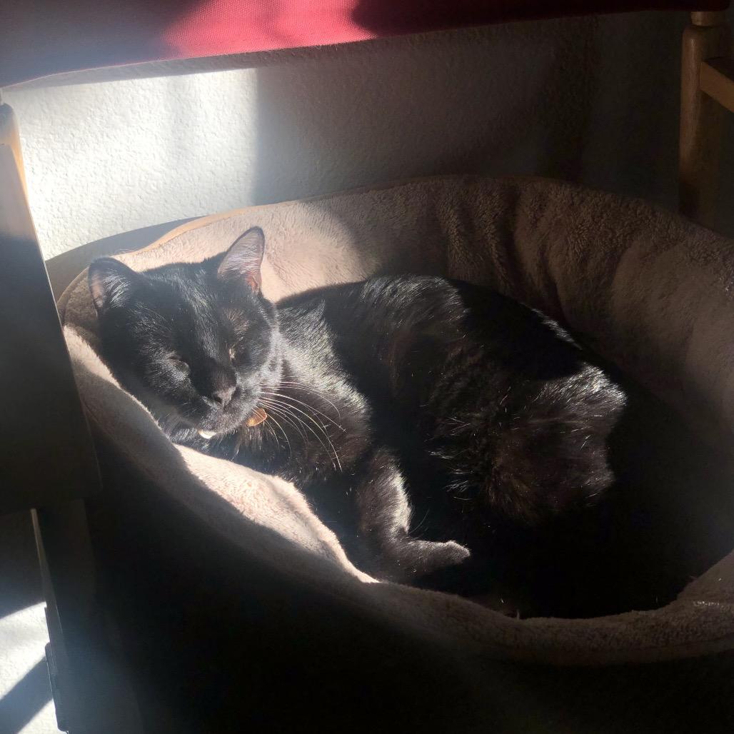 Jack, a Adoptable Domestic Short Hair in Phoenix, AZ image 6/6