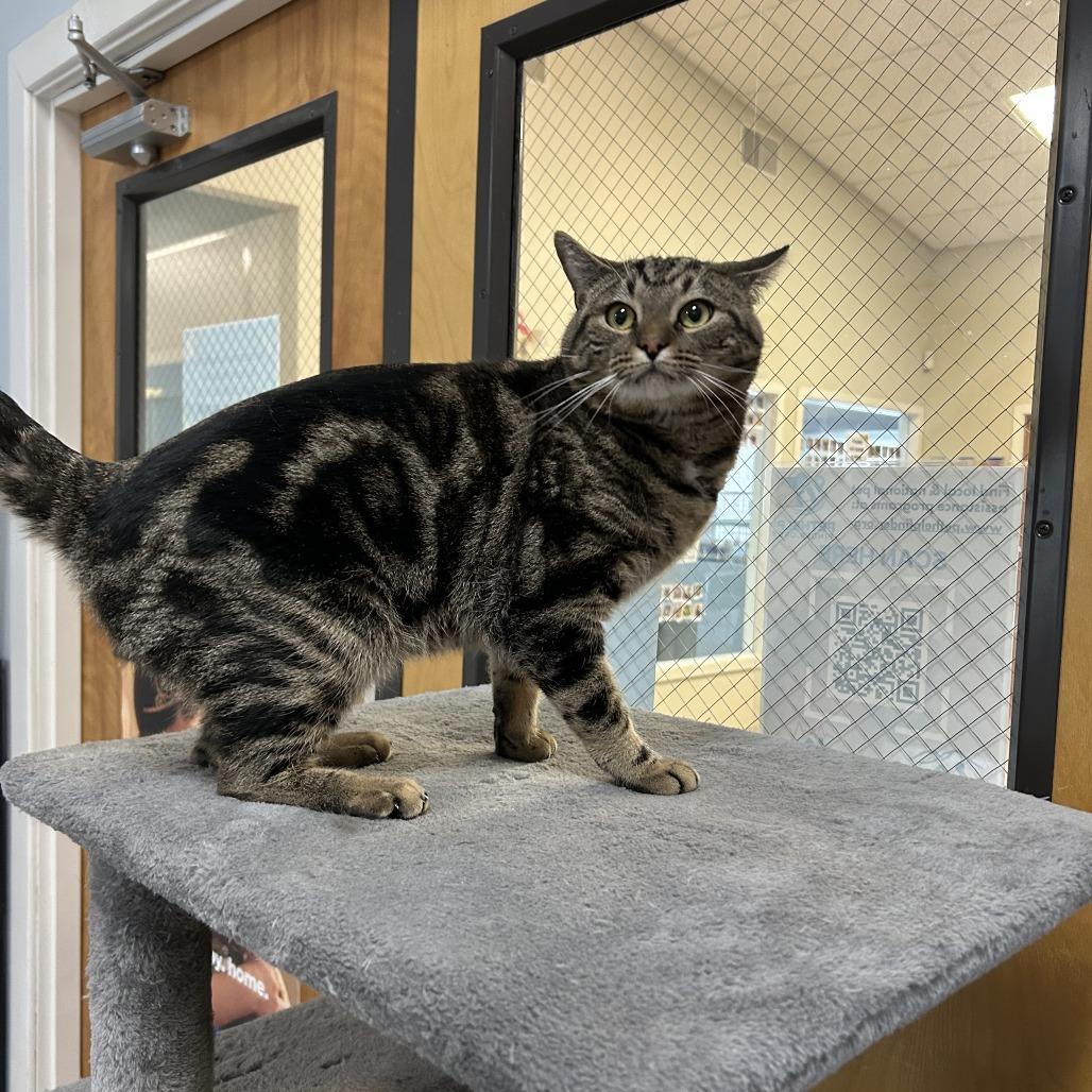 Alan, Adoptable, Young Male Domestic Short Hair.