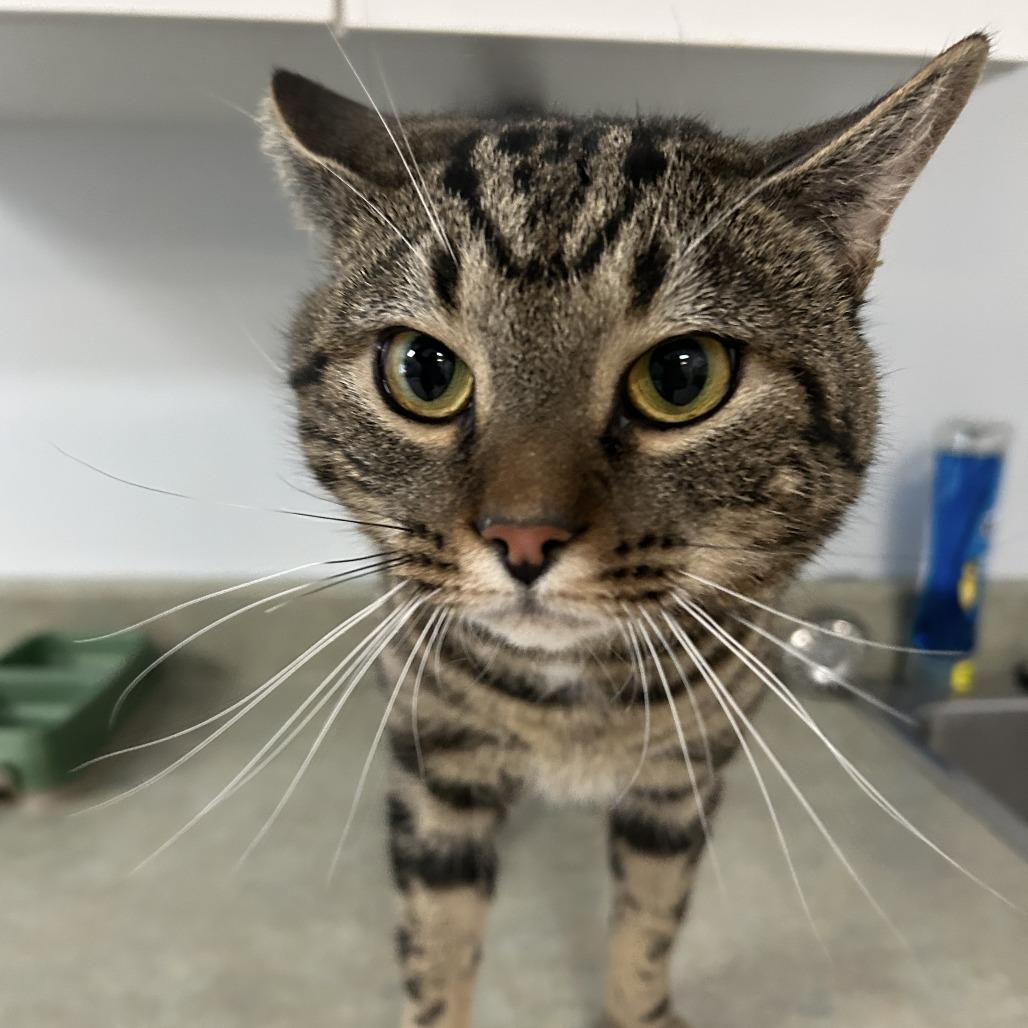 Enlarge Alan, a Adoptable Domestic Short Hair in Conway, NH image 2/4