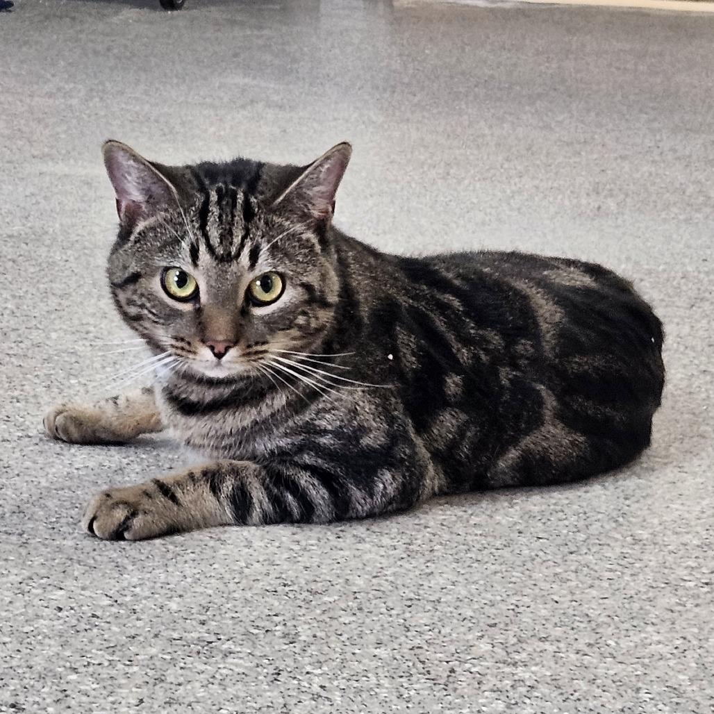 Enlarge Alan, a Adoptable Domestic Short Hair in Conway, NH image 3/4