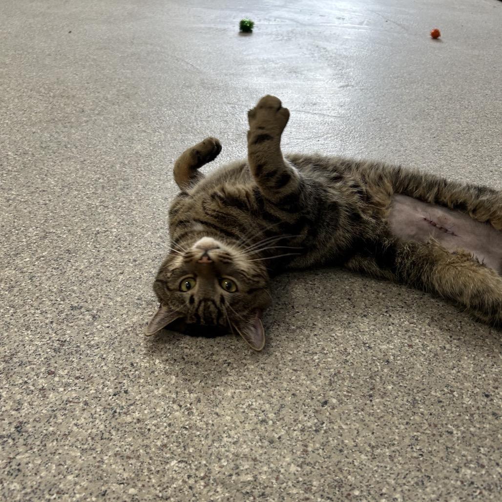 Enlarge Alan, a Adoptable Domestic Short Hair in Conway, NH image 4/4