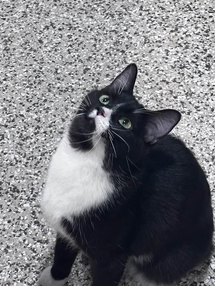 SISTER JULIENNE, an adopted Domestic Short Hair in Grand Forks, ND image 2/5